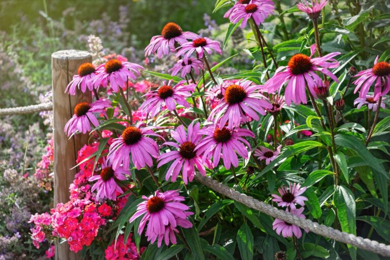 purple echinacea