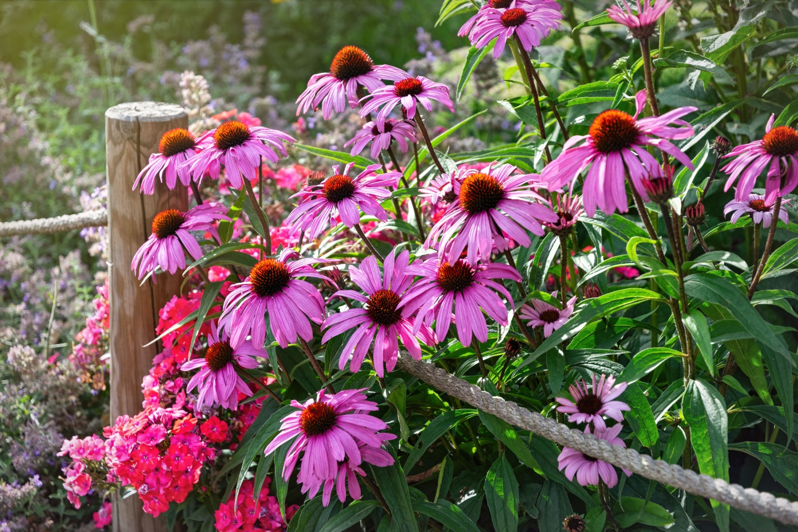 The Top Native Plant That Is A Magnet For Butterflies In Virginia This Season