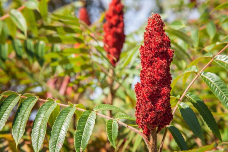 staghorn sumac