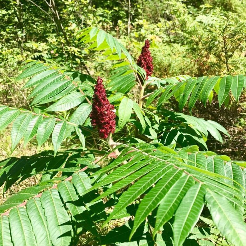 Vibrant Red Fruit Clusters Feed Hundreds Of Bird Species