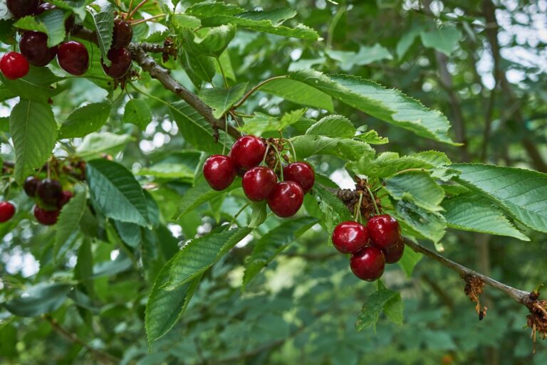 cherry tree (featured image)