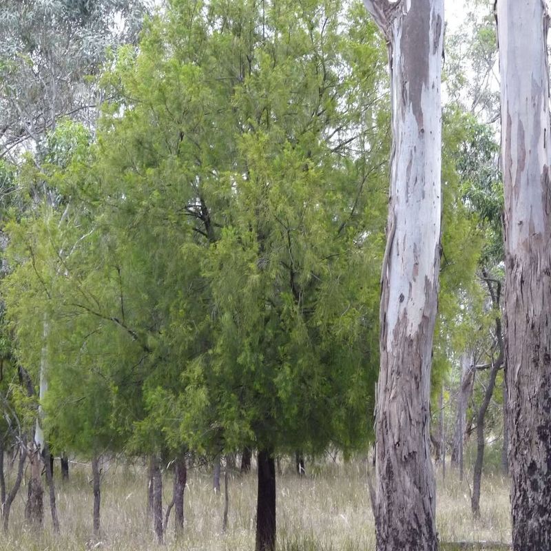 Late-Season Fruit Provides Essential Energy