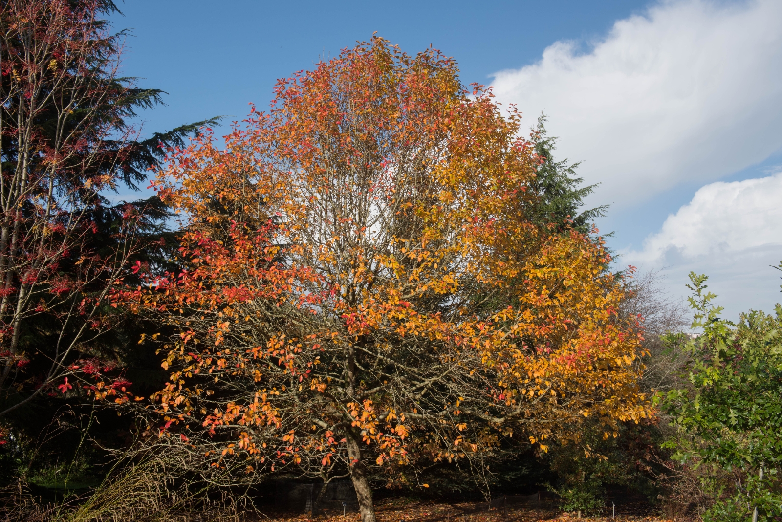 The Tree In Delaware Gardens That Becomes A Haven For Bees And Birds In October