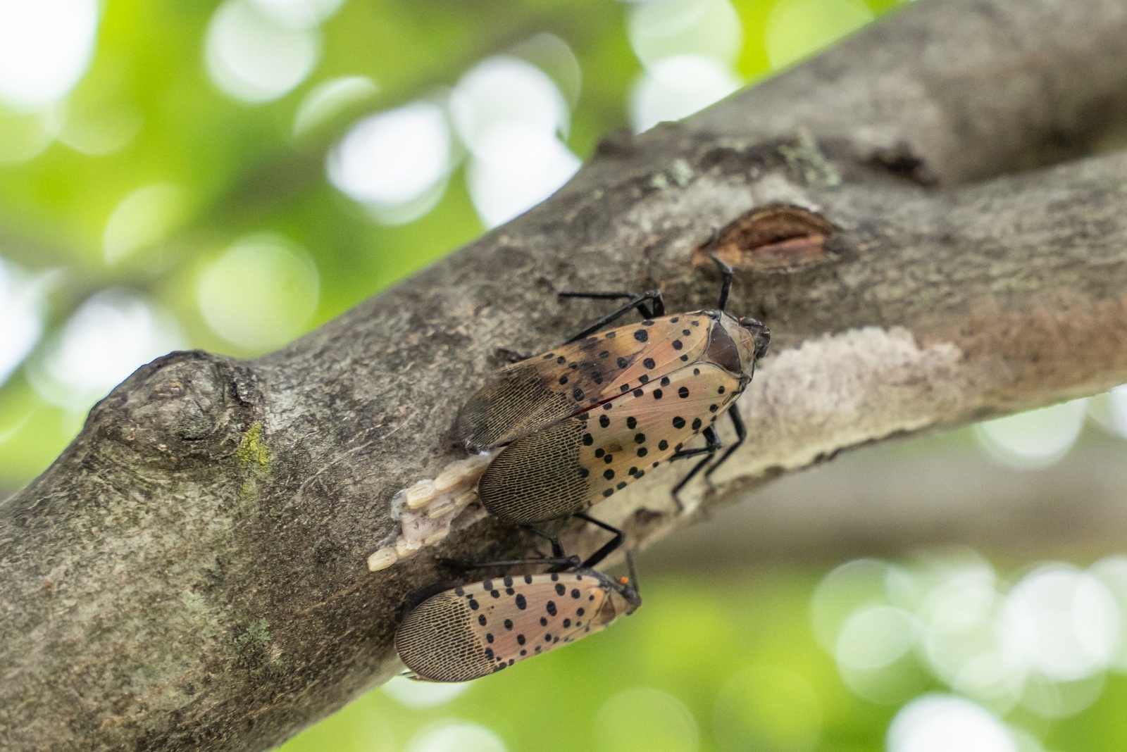 The Tree Tennessee Gardeners Should Remove To Prevent Lanternflies