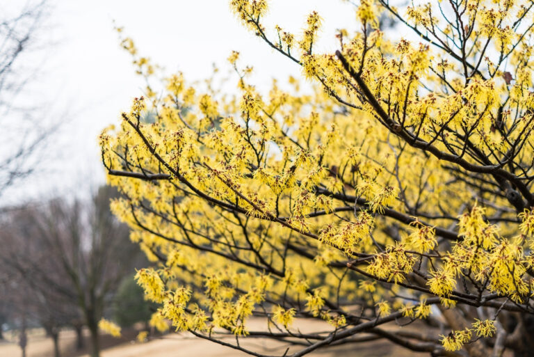 witch hazel tree (featured image)