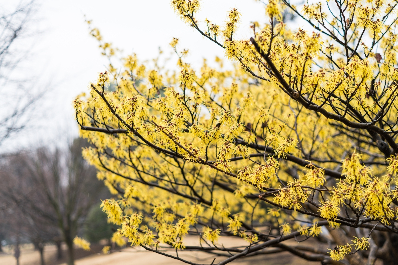 The Tree That Attracts Pollinators In Georgia Every Autumn