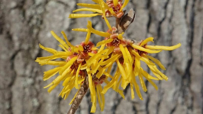 Late-Season Blooming Time