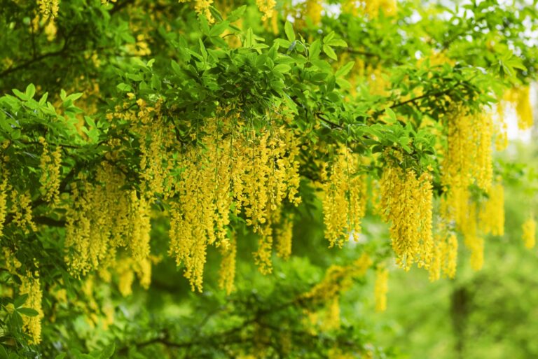 Branches with beautiful yellow hanging flowers of golden rain tree