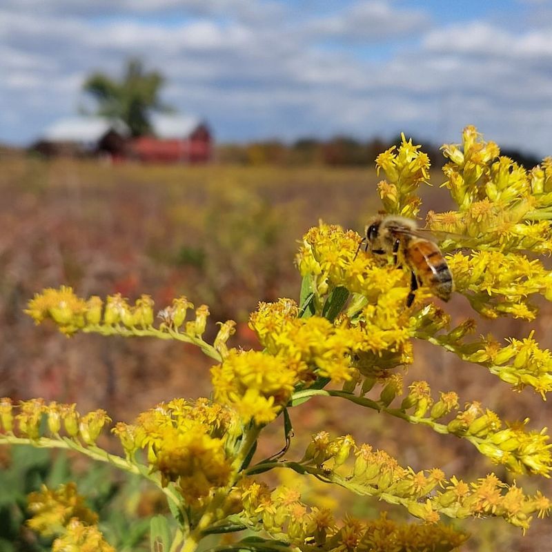 Golden Blooms Arrive Late In The Season