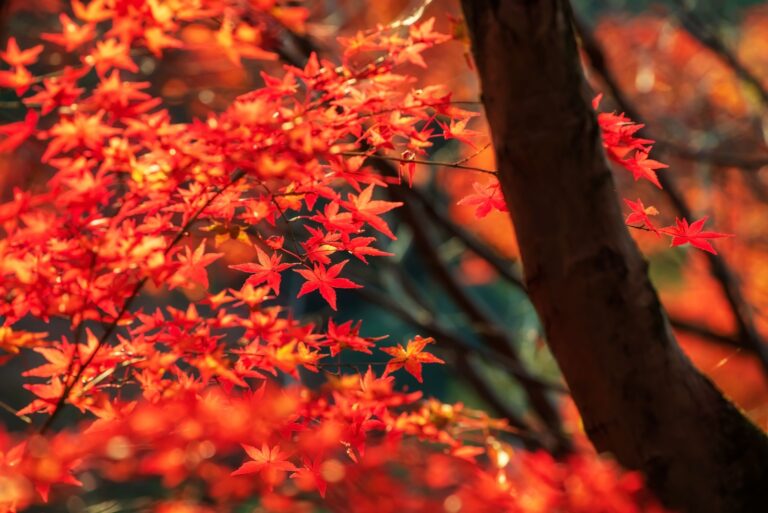 Red maple leaves