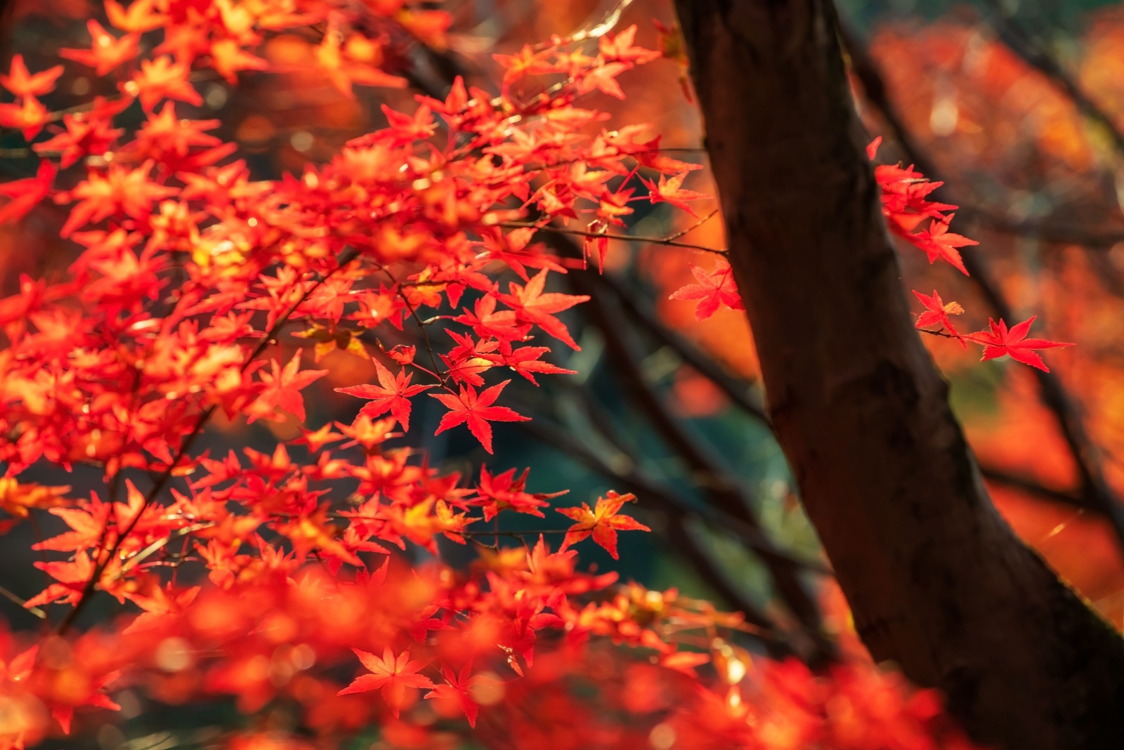 The Tree That Becomes A Pollinator Magnet In Alabama Every Fall