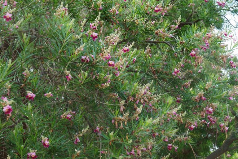 Desert willow tree (Chilopsis linearis)