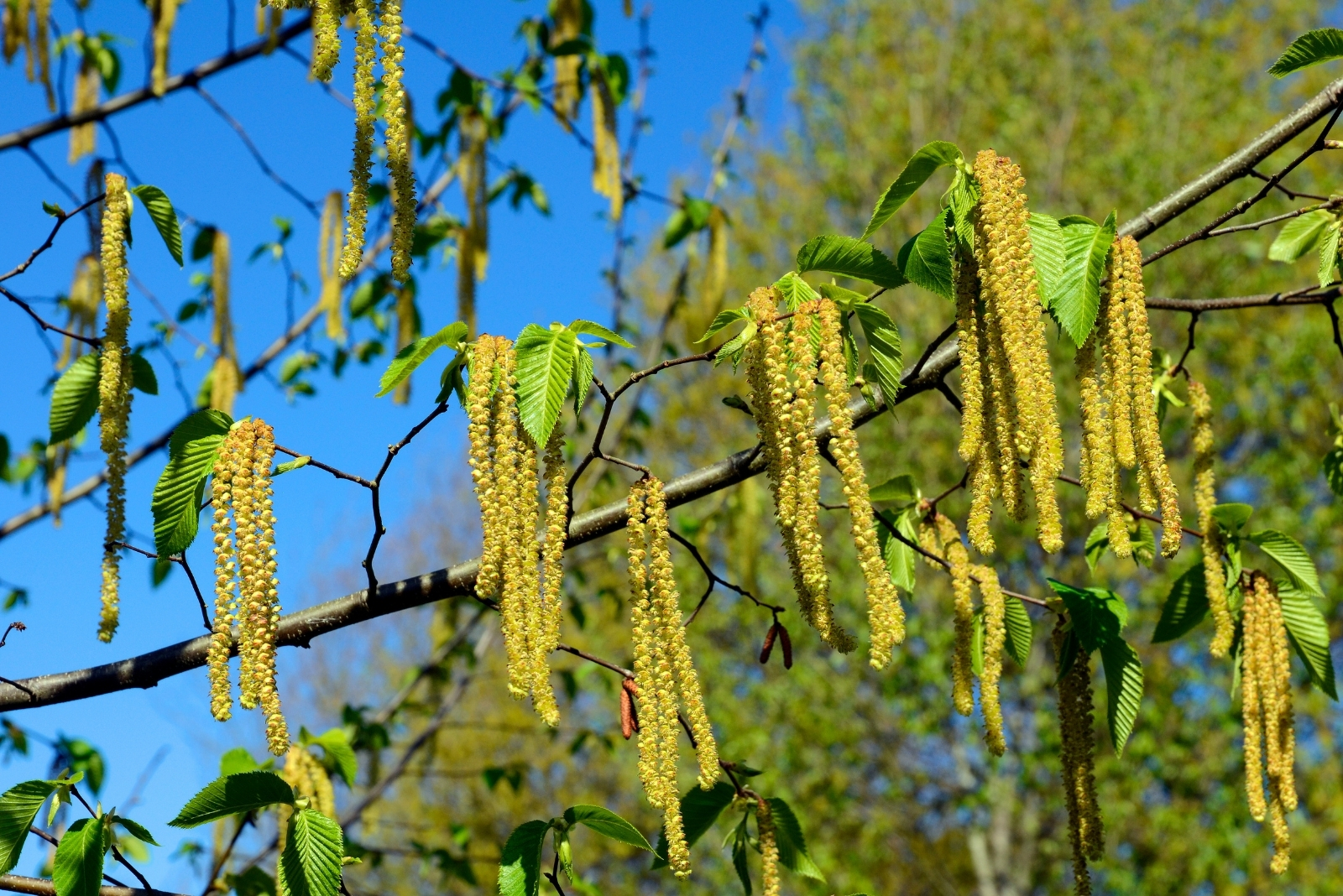 The Tree That Bees And Birds Flock To In Virginia This October
