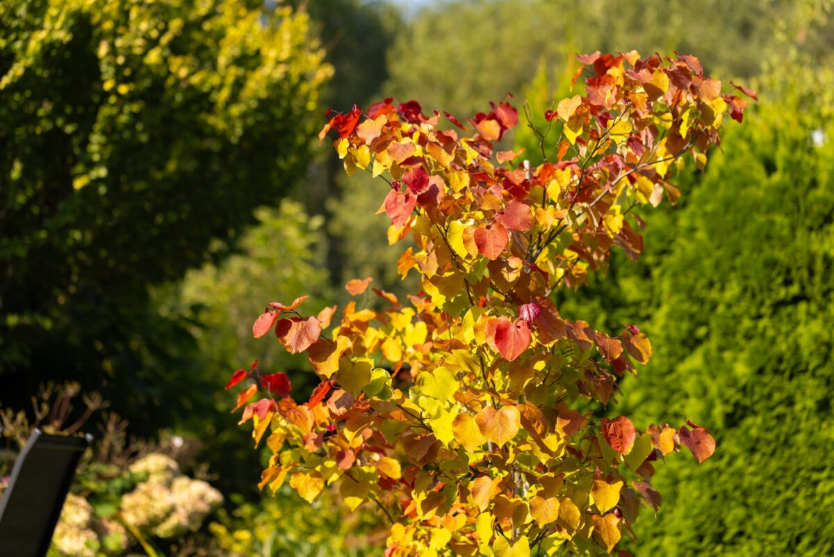 Single October Tree The Tree That Makes Arkansas Yards Buzz And Chirp In October