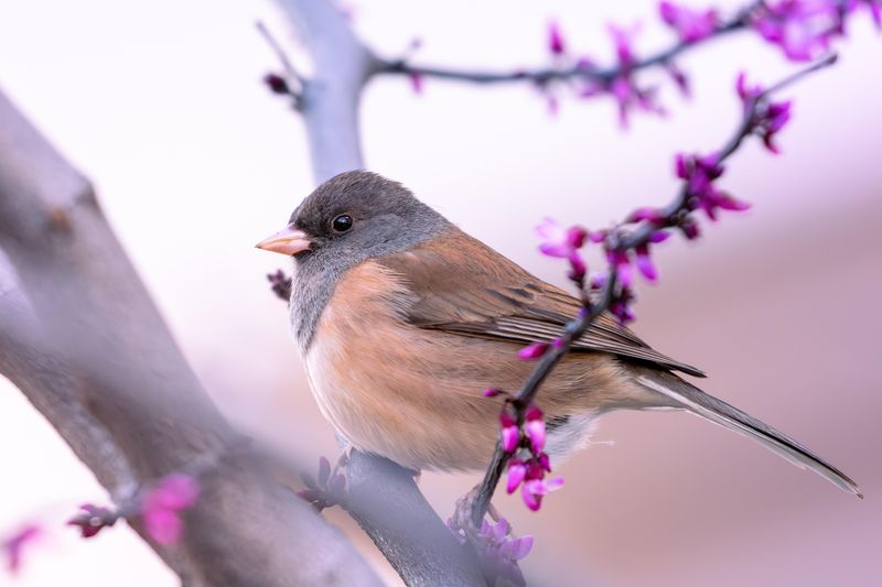 Fall Berries Attract Songbirds