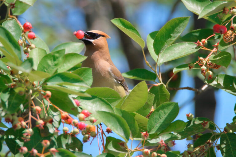 serviceberry tree (featured image)
