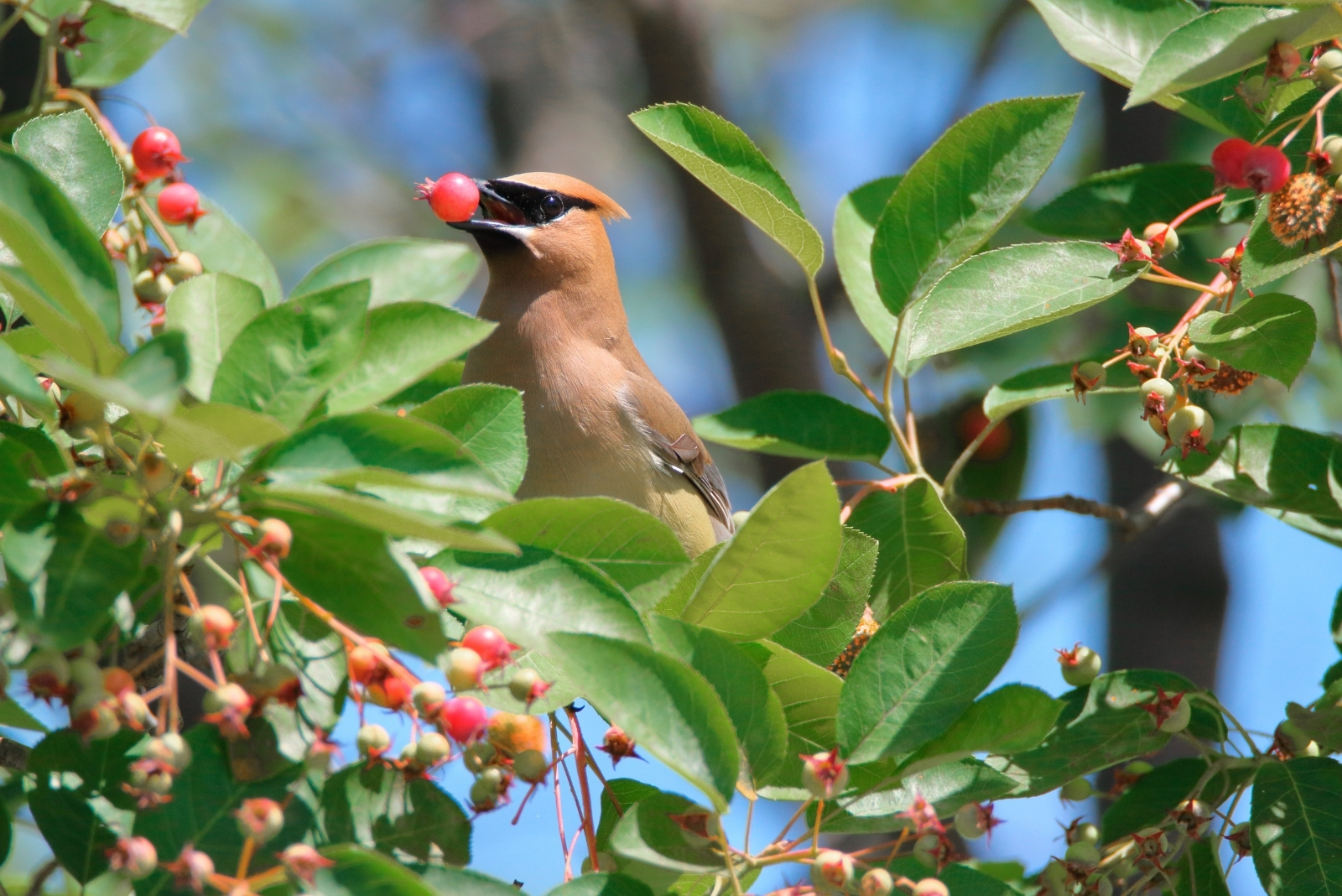 The Tree That Turns Yards Into A Pollinator Paradise In Maryland In October