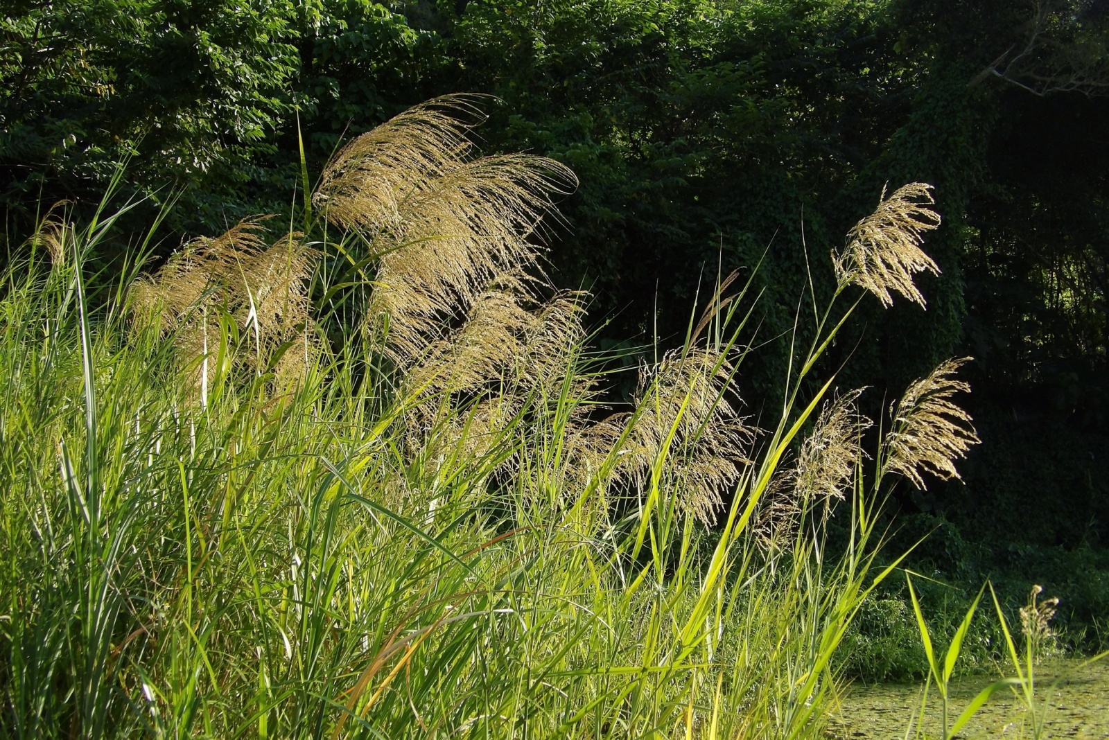These 10 Garden Plants Could Be Banned In Michigan Before You Know It