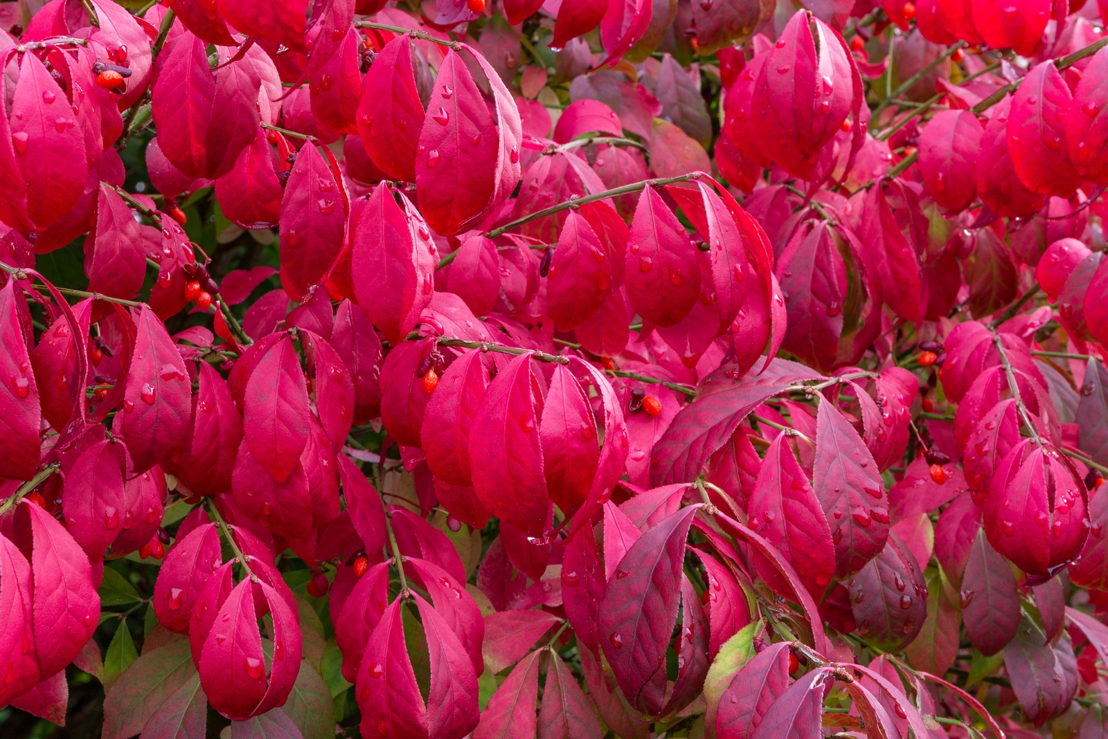 These 11 Popular Garden Plants Could Be Outlawed In Indiana