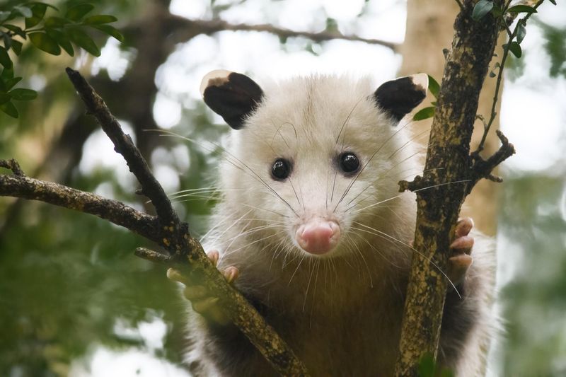 Rabies Is Extremely Rare in Possums