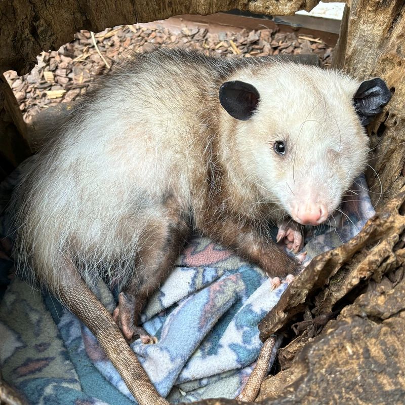 Relocation Often Leads To Animal Death