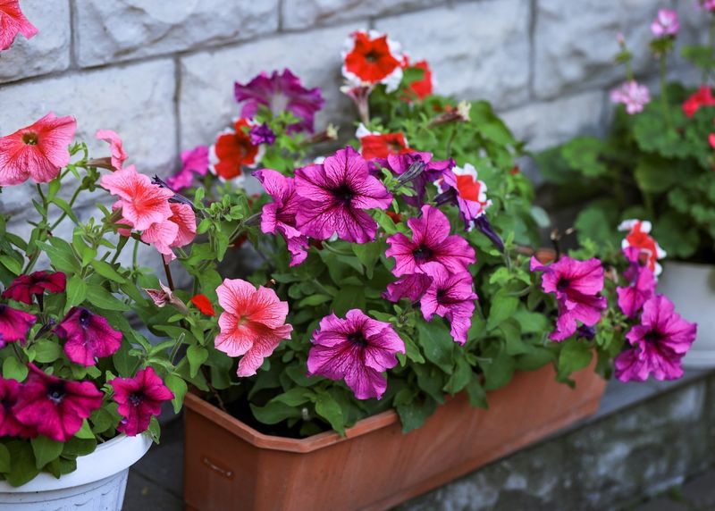 Budget-Friendly Plants Deliver Maximum Impact
