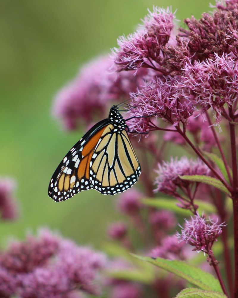 Better Alternatives Bloom Just As Long