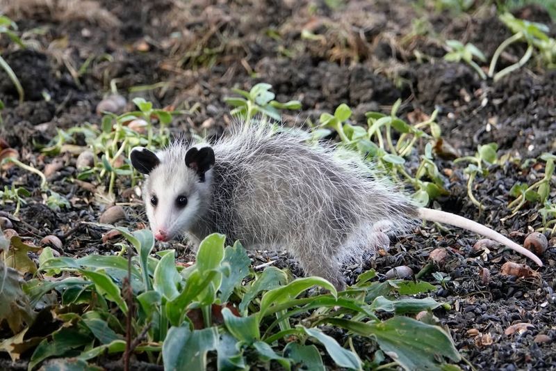Possums Are Naturally Immune To Rabies