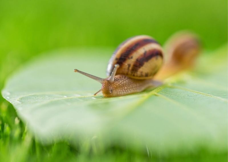 Slugs And Snails Ignore Them