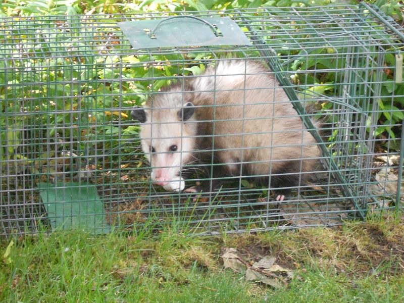 Relocation Can Harm Them And Disrupt Ecosystems