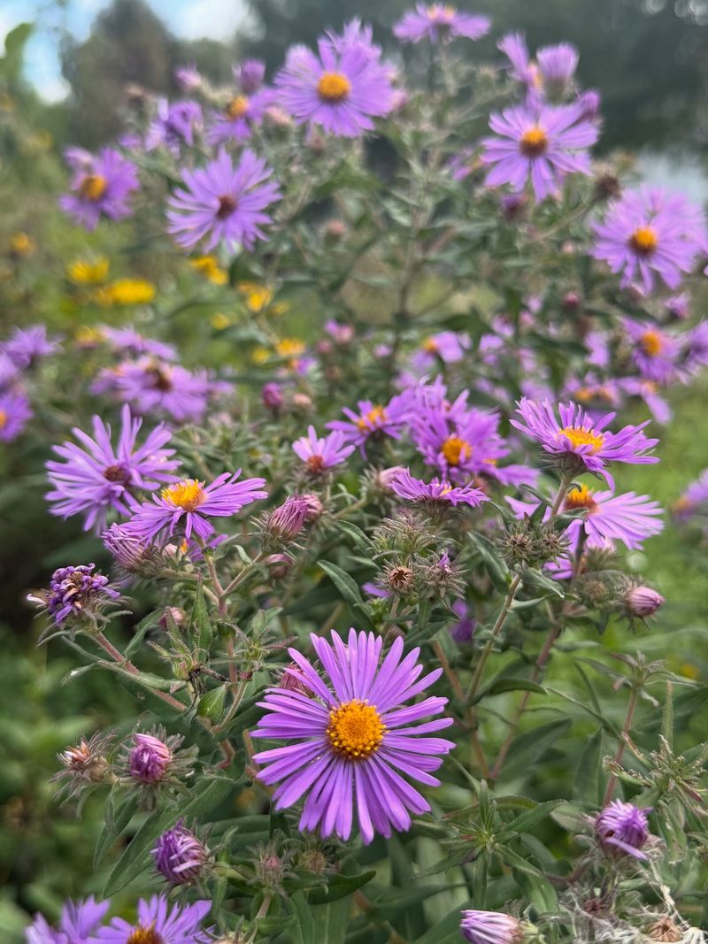 Native Varieties Support Local Ecosystems