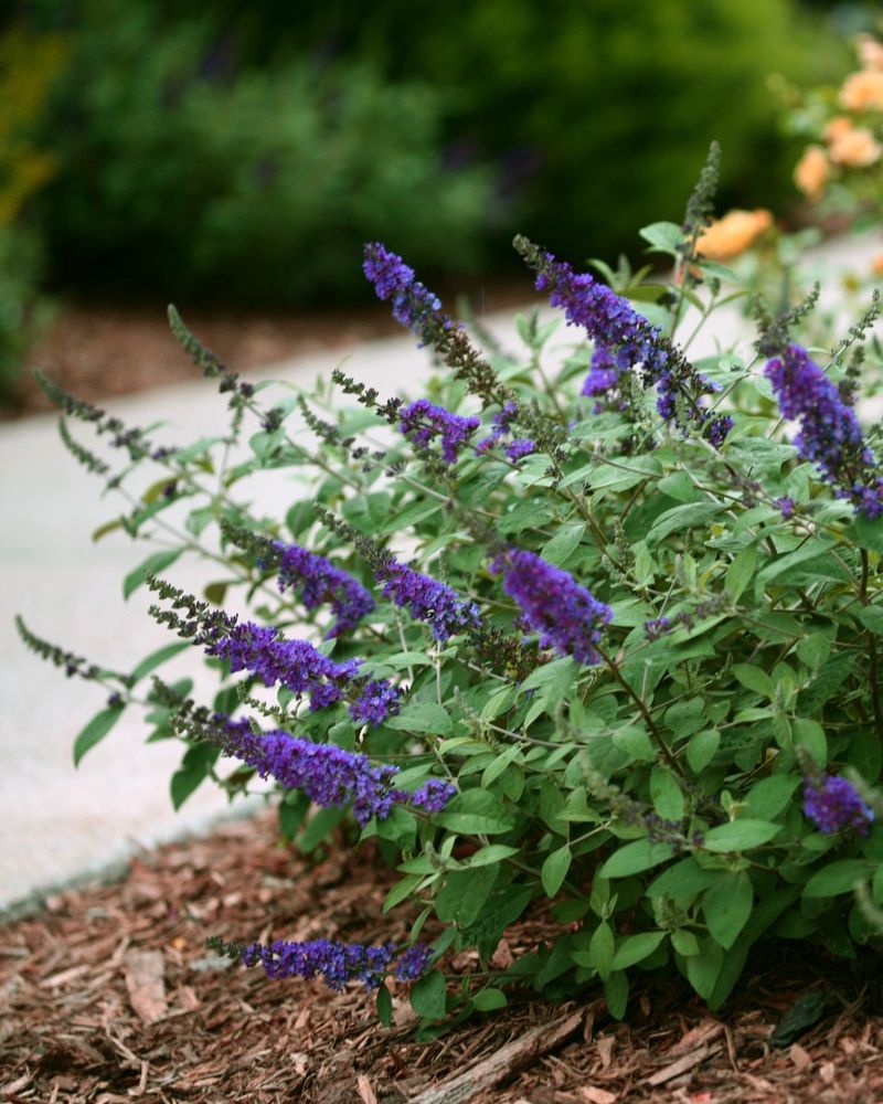 Butterfly Bushes Spread Aggressively In Delaware