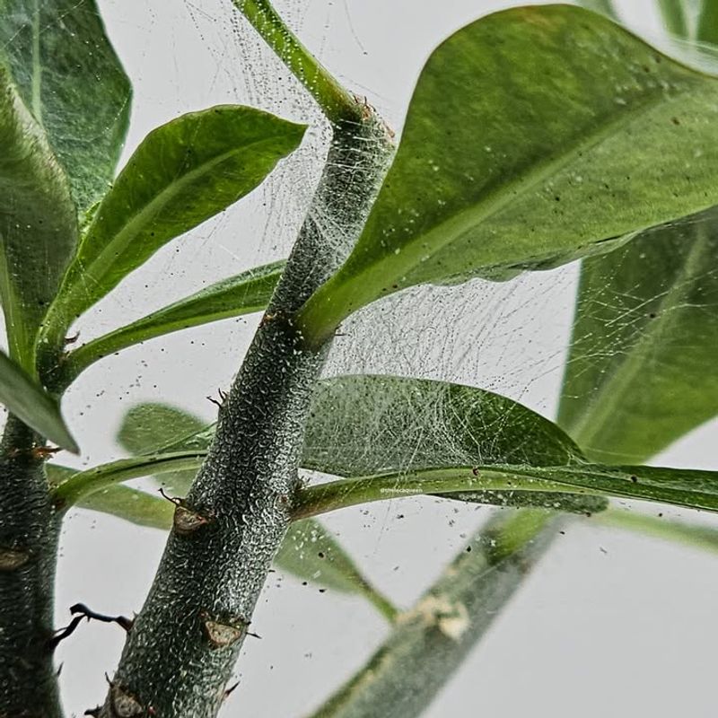 Webbing Is Their Signature Calling Card