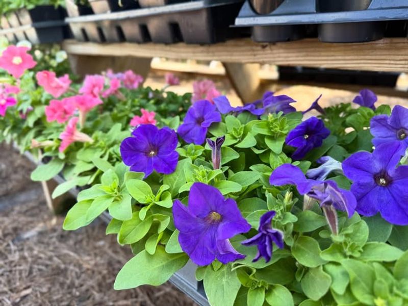 Low Maintenance Requirements Save You Time