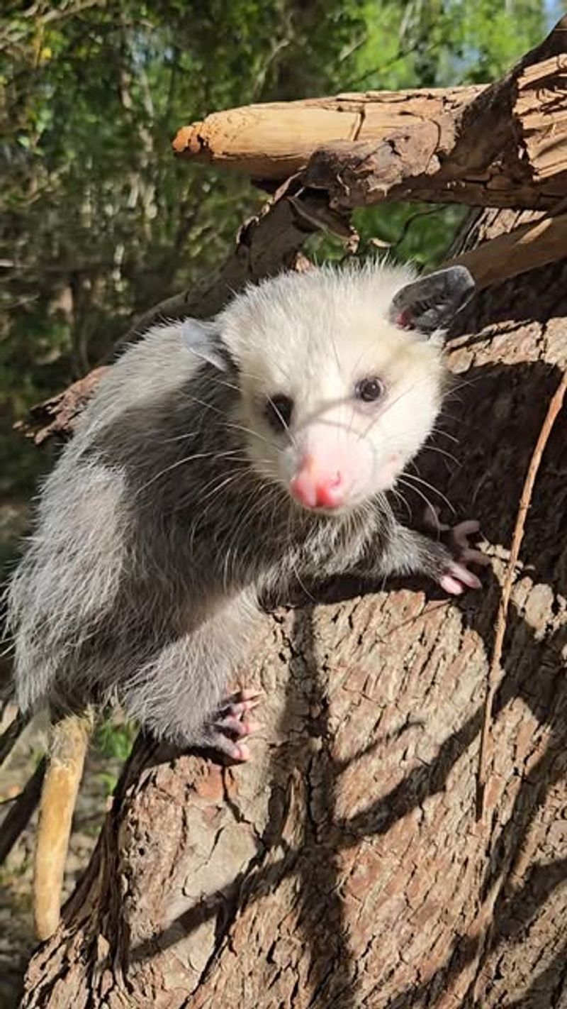 Possums Rarely Carry Rabies