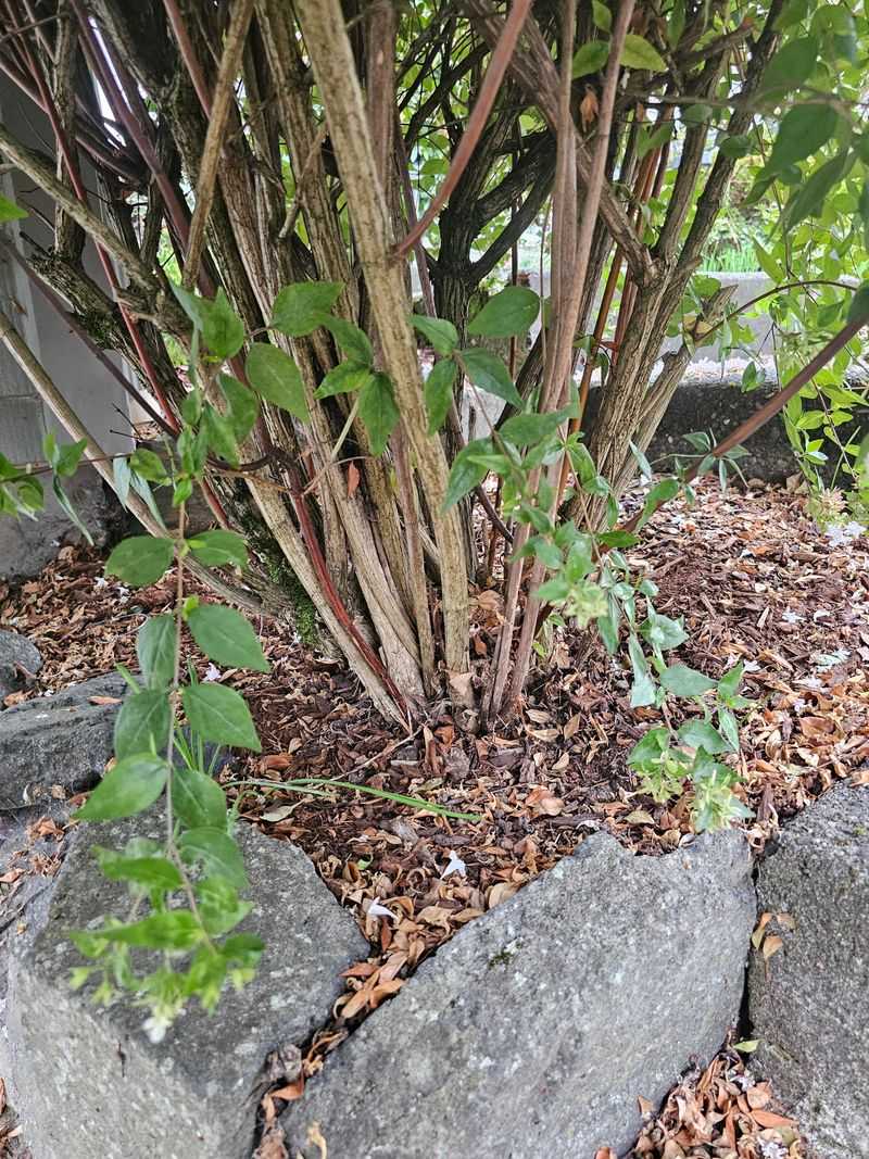 Shape The Outer Canopy For Balanced Growth