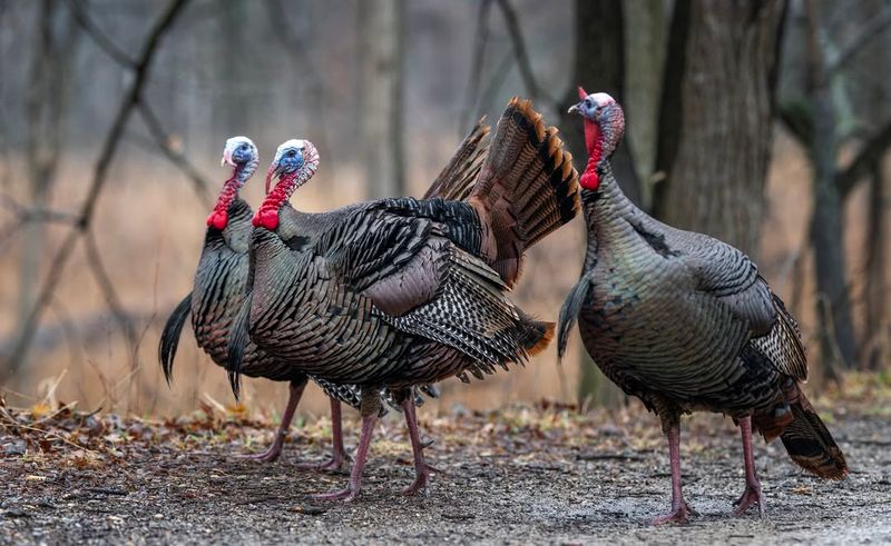 Wild Turkey