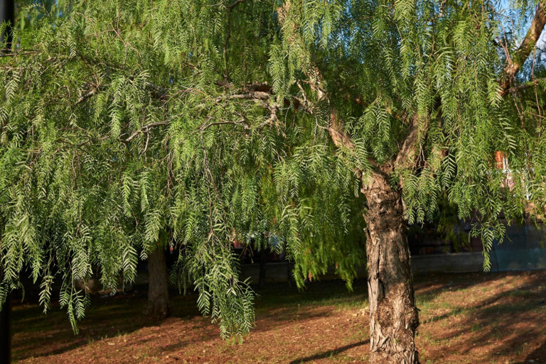 California Pepper Tree (featured image)