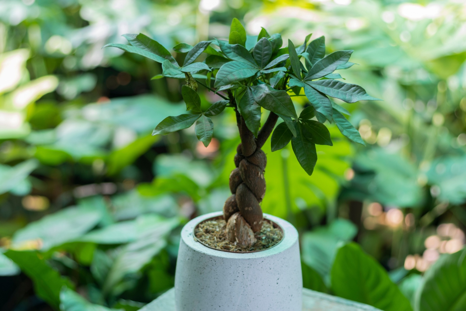 money tree