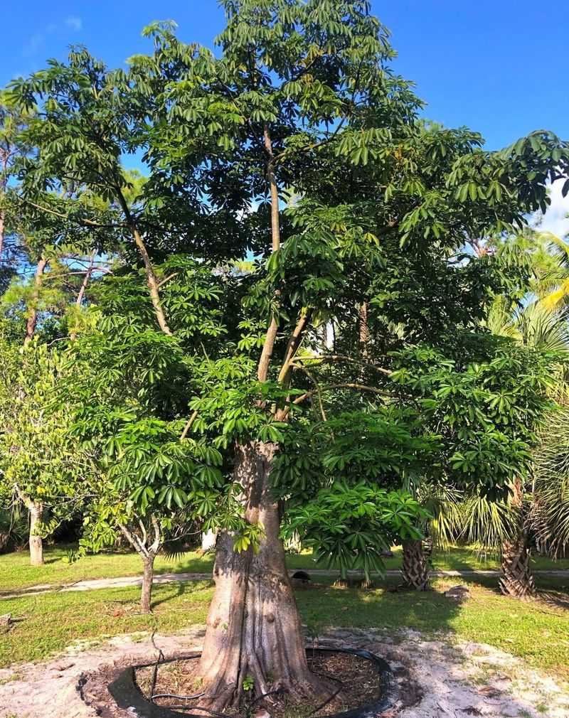 Origins From Central American Swamps