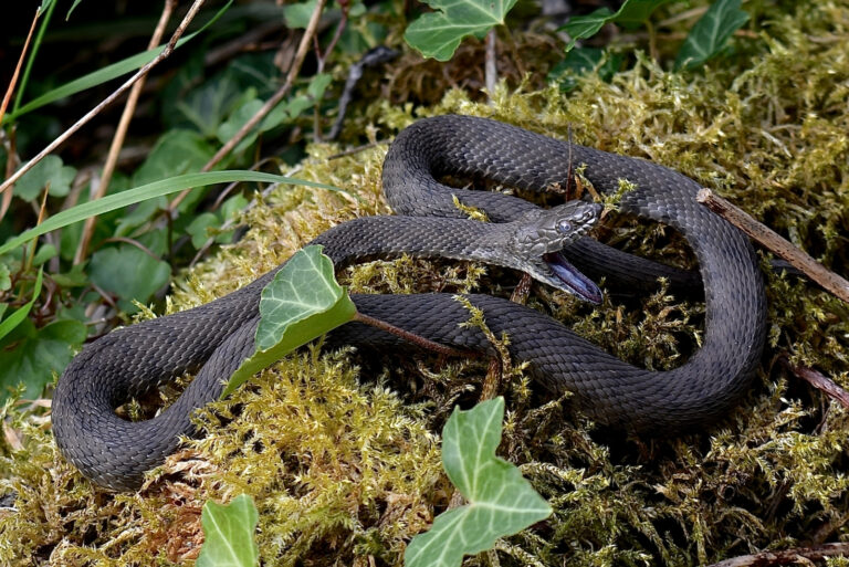 snake (featured image)