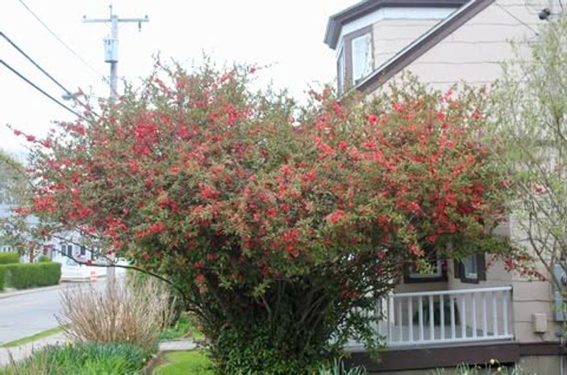 Blooms Arrive When You Need Them Most