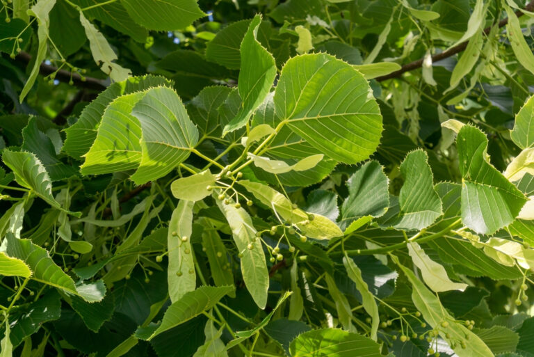 basswood tree (featured image)