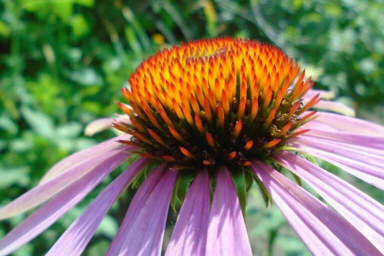 purple coneflower