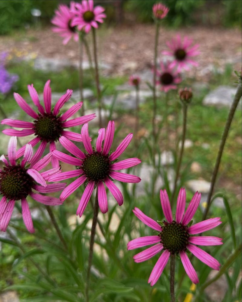 Native Plant That Thrives In Michigan Soil