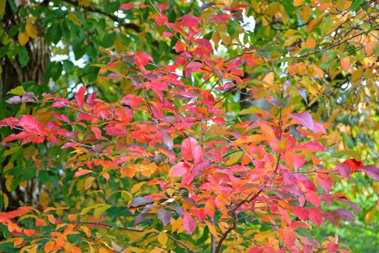 black tupelo tree foliage