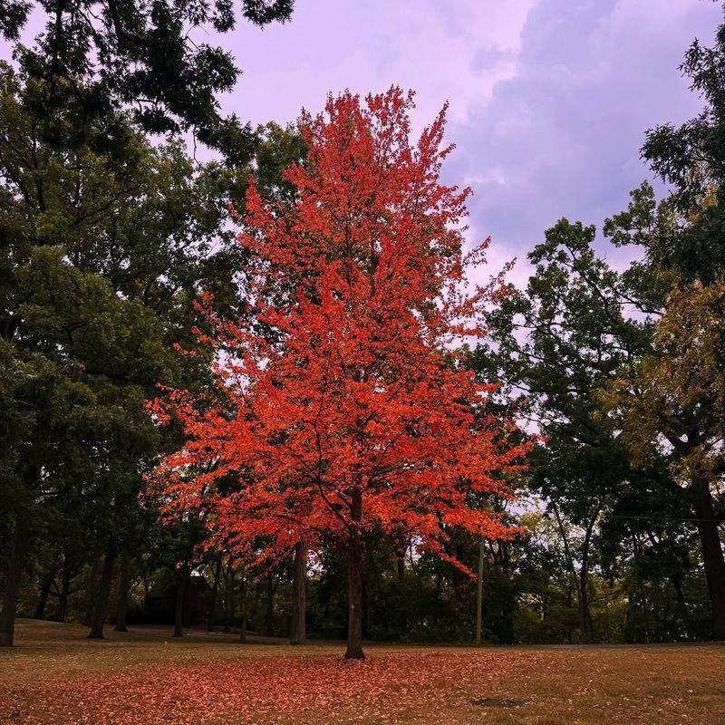 Brilliant Fall Colors Light Up Nebraska Landscapes