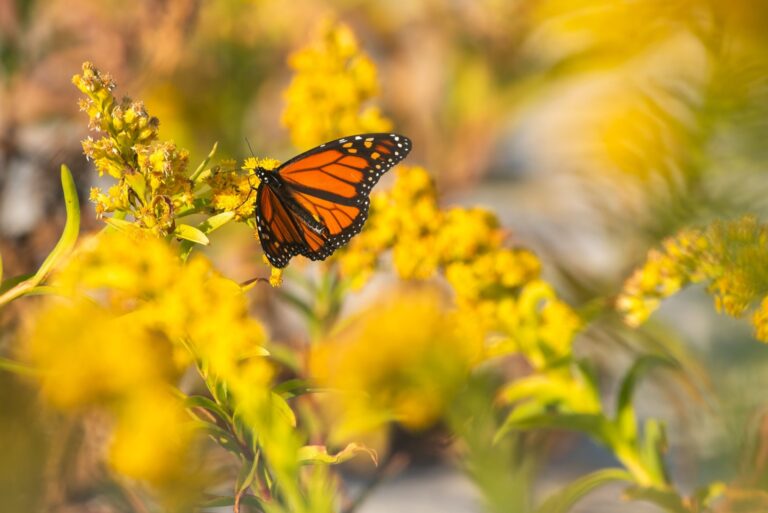 butterfly on goldenrod flower
