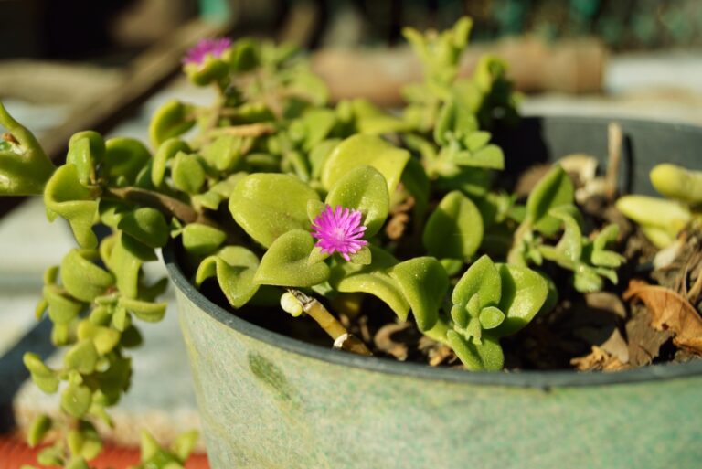 purple ice plant