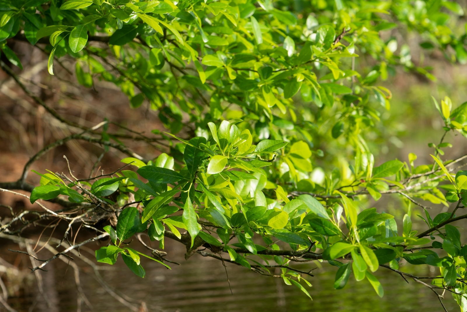 This South Carolina Tree Becomes A Pollinator Hotspot in Fall